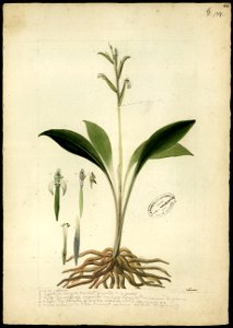 (Orchidea) (12), da Coleção Brasiliana Iconográfica