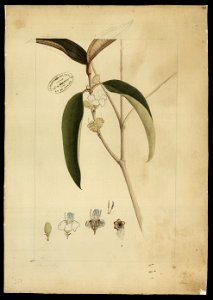 (Melastomacea) (9), da Coleção Brasiliana Iconográfica