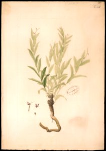 (Polygala) (1), da Coleção Brasiliana Iconográfica