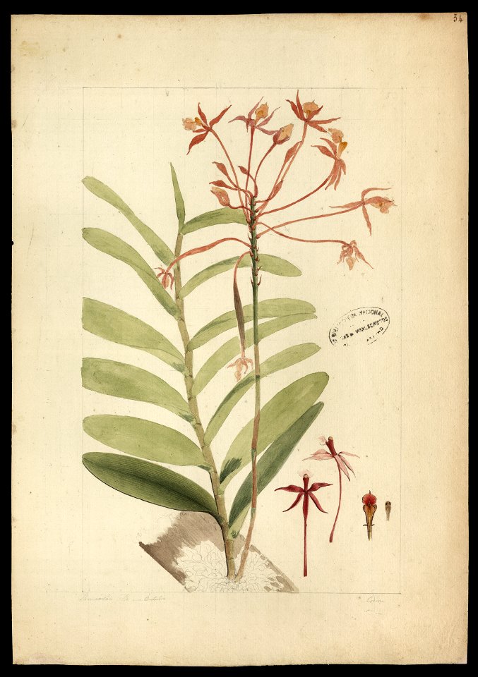 (Orchidea) (6), da Coleção Brasiliana Iconográfica