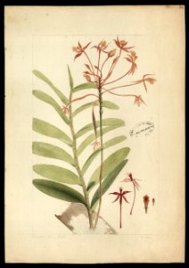 (Orchidea) (6), da Coleção Brasiliana Iconográfica