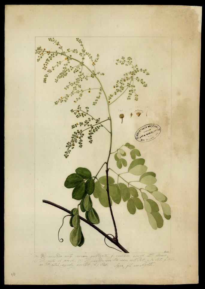 (Mimosa) (4), da Coleção Brasiliana Iconográfica