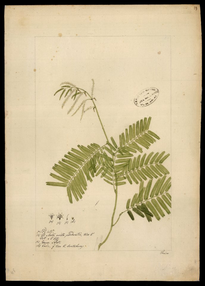 (Mimosa) (1), da Coleção Brasiliana Iconográfica