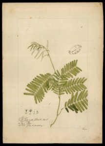 (Mimosa) (1), da Coleção Brasiliana Iconográfica