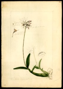 (Orchidea) (10), da Coleção Brasiliana Iconográfica