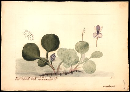 (Pontederia, Sp.), da Coleção Brasiliana Iconográfica