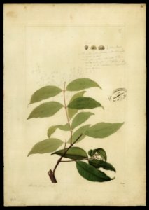 (Myrtacea) (7), da Coleção Brasiliana Iconográfica