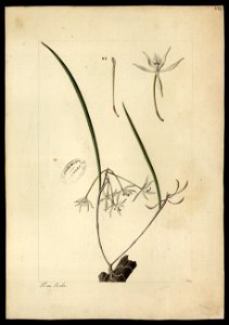 (Orchidea) (4), da Coleção Brasiliana Iconográfica
