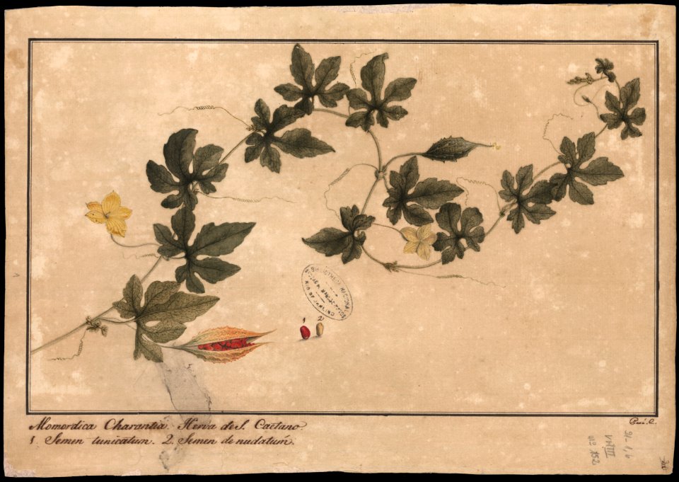 (Momordica charandia, L.), da Coleção Brasiliana Iconográfica
