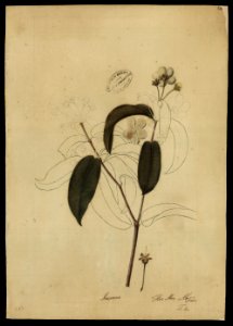 (Psidium) (1), da Coleção Brasiliana Iconográfica
