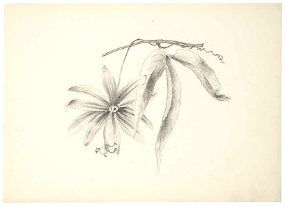 (Passionflower and leaf on vine. 1890s). by Emily Cumming Harris