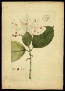 (Melastomacea) (3), da Coleção Brasiliana Iconográfica