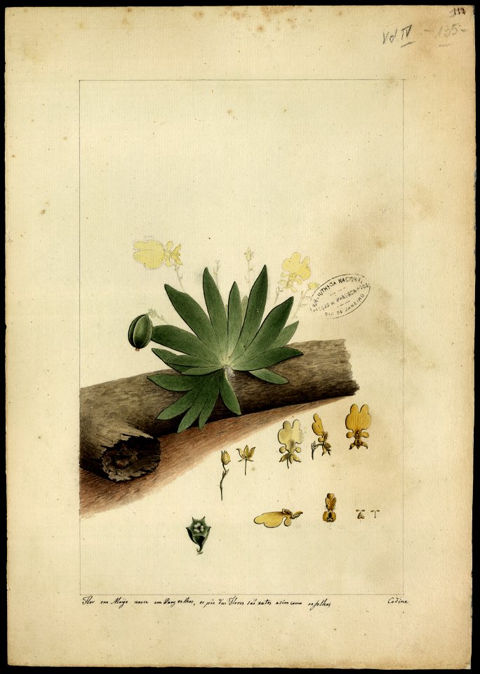 (Orchidea) (1), da Coleção Brasiliana Iconográfica
