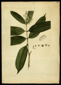 (Myrtacea) (10), da Coleção Brasiliana Iconográfica