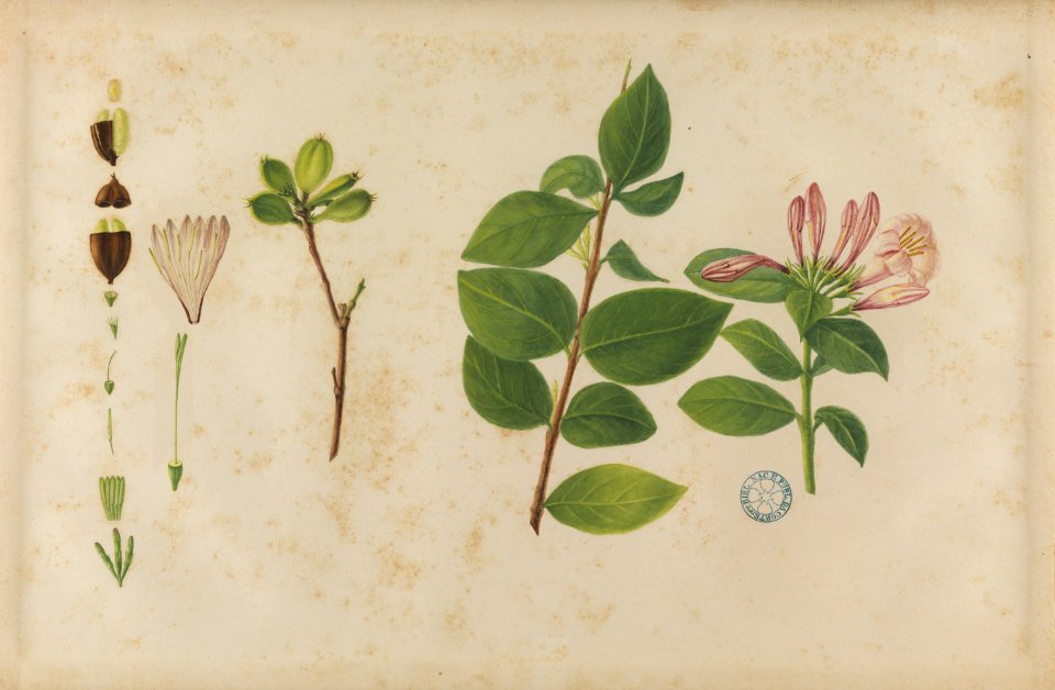 (Papoula) (2), da Coleção Brasiliana Iconográfica