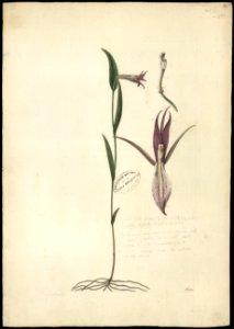 (Orchidea) (3), da Coleção Brasiliana Iconográfica
