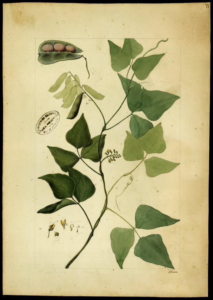 (Phaseolus), da Coleção Brasiliana Iconográfica