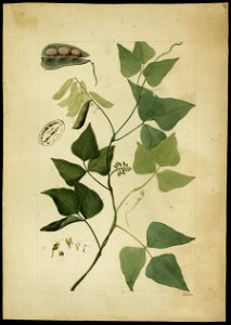 (Phaseolus), da Coleção Brasiliana Iconográfica