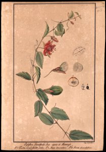 (Passiflora serratifolia, Linn), da Coleção Brasiliana Iconográfica