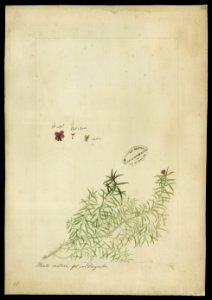 (Portulaca pilosa, Linn.)., da Coleção Brasiliana Iconográfica