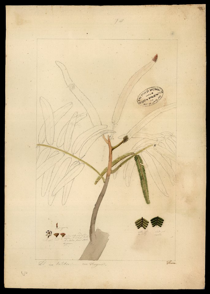 (Mimosa) (3), da Coleção Brasiliana Iconográfica
