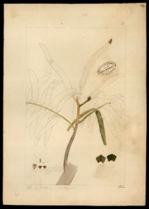 (Mimosa) (3), da Coleção Brasiliana Iconográfica