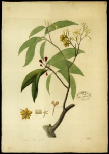 (Ouratea, Sp.), da Coleção Brasiliana Iconográfica