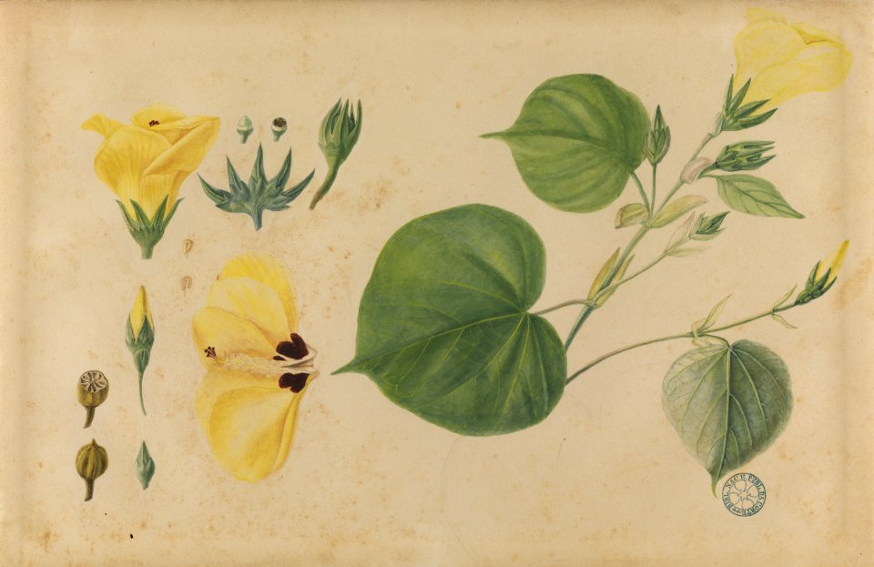 (Papoula) (1), da Coleção Brasiliana Iconográfica