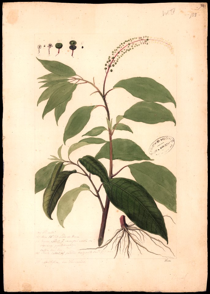 (Phytolacca icosanta, Linn.), da Coleção Brasiliana Iconográfica