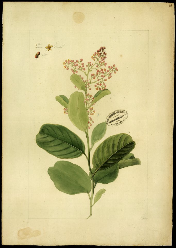 (Ravilla rugosa), da Coleção Brasiliana Iconográfica