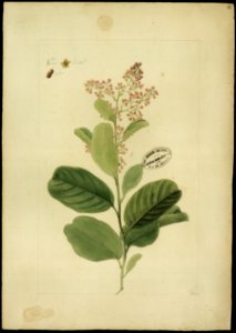 (Ravilla rugosa), da Coleção Brasiliana Iconográfica