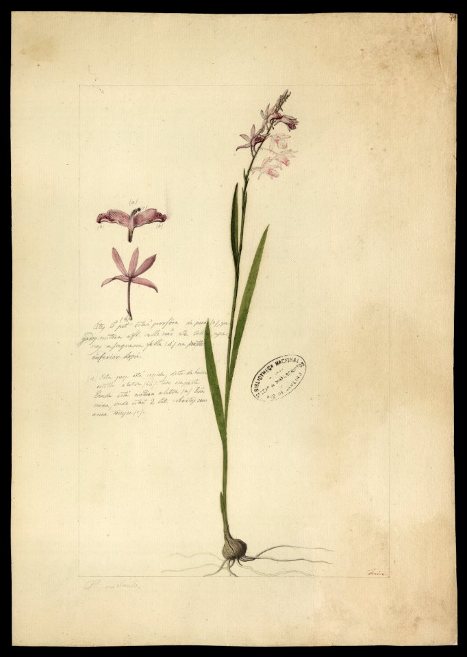 (Orchidea) (2), da Coleção Brasiliana Iconográfica