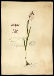 (Orchidea) (2), da Coleção Brasiliana Iconográfica