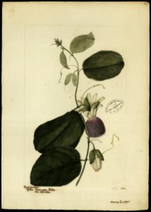 (Passiflora laurifolia, Linn.), da Coleção Brasiliana Iconográfica