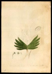 (Orchidea) (13), da Coleção Brasiliana Iconográfica