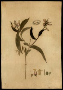 (Polygala) (2), da Coleção Brasiliana Iconográfica