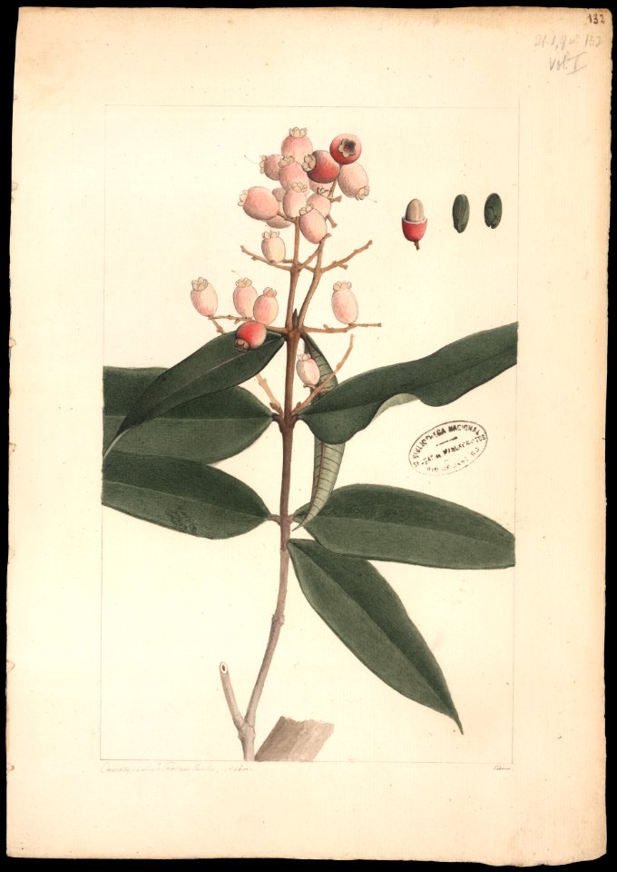(Myrtacea) (1), da Coleção Brasiliana Iconográfica