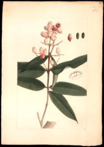 (Myrtacea) (1), da Coleção Brasiliana Iconográfica