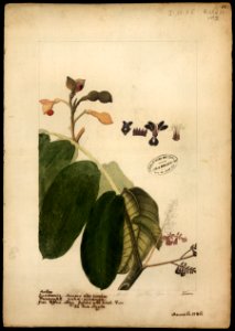 (Ormosia), da Coleção Brasiliana Iconográfica