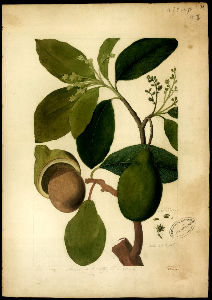 (Persea gratissima, Linn.), da Coleção Brasiliana Iconográfica