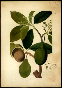 (Persea gratissima, Linn.), da Coleção Brasiliana Iconográfica