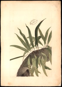(Polipodium), da Coleção Brasiliana Iconográfica