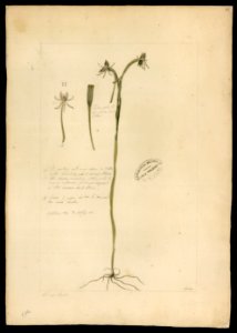 (Orchidea) (7), da Coleção Brasiliana Iconográfica