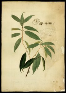 (Myrtacea) (5), da Coleção Brasiliana Iconográfica