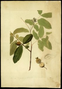 (Psidium) (2), da Coleção Brasiliana Iconográfica