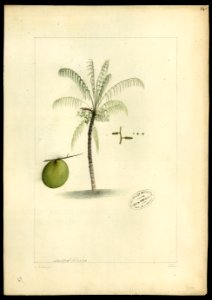 (Palma), da Coleção Brasiliana Iconográfica