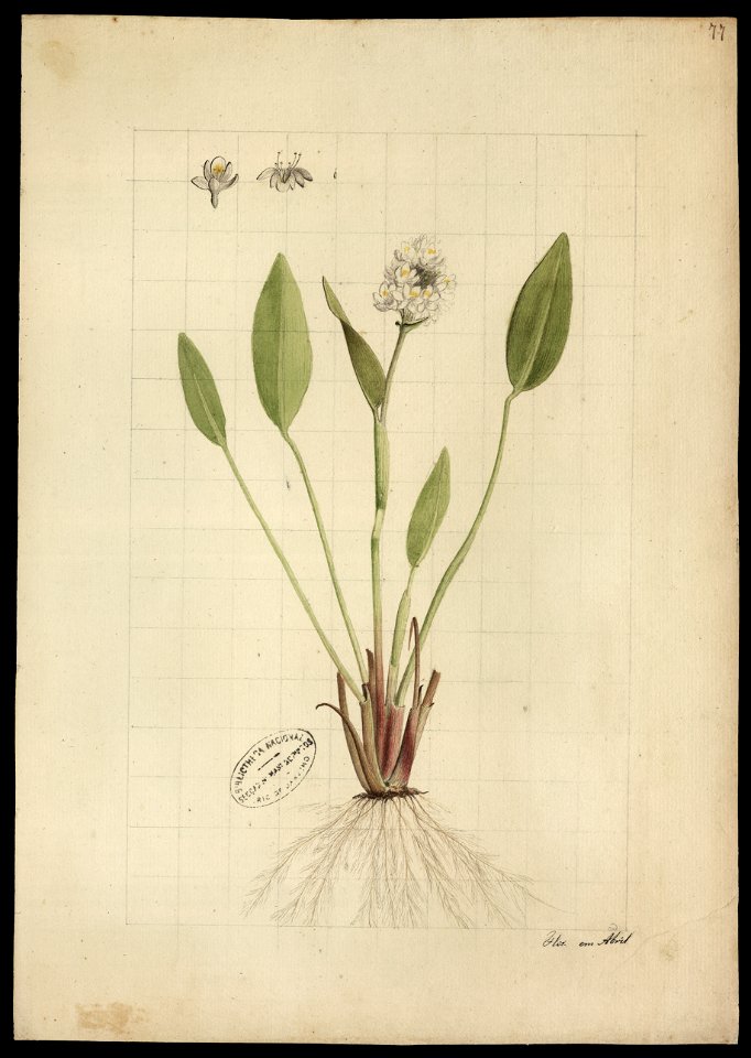 (Pontederia ovalis, Mart.), da Coleção Brasiliana Iconográfica