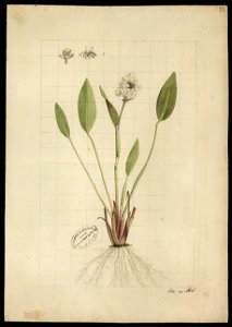 (Pontederia ovalis, Mart.), da Coleção Brasiliana Iconográfica
