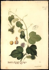(Passiflora factidae, Linn.), da Coleção Brasiliana Iconográfica