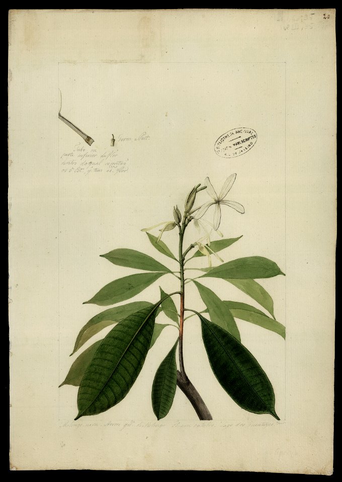 (Plumeria attenuata, Benth.)., da Coleção Brasiliana Iconográfica